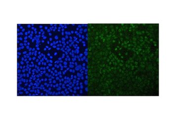 Retinoid X Receptor alpha/RXRA Rabbit Polyclonal Antibody