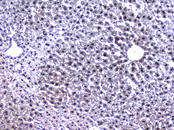 Retinoid X Receptor alpha/RXRA Rabbit Polyclonal Antibody