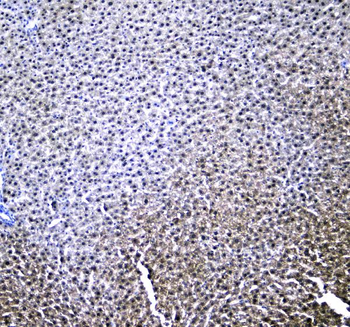 Retinoid X Receptor alpha/RXRA Rabbit Polyclonal Antibody