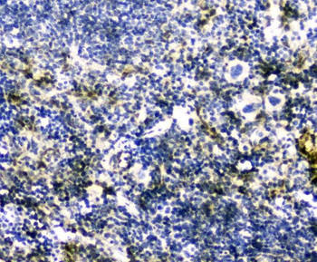 GLO1 Rabbit Polyclonal Antibody