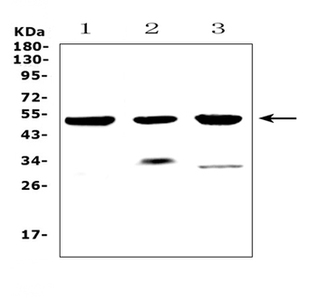 HTRA1 Rabbit Polyclonal Antibody