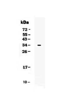 CD7 Rabbit Polyclonal Antibody