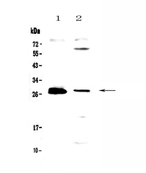 TWEAK/TNFSF12 Rabbit Polyclonal Antibody