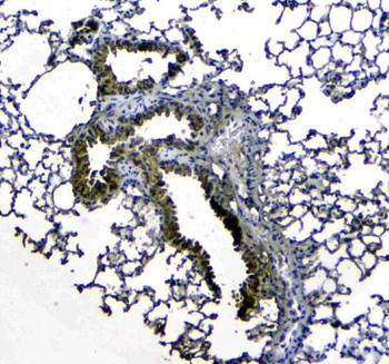 Uteroglobin/Scgb1a1 Rabbit Polyclonal Antibody