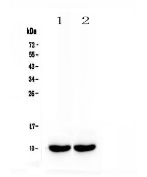 Uteroglobin/Scgb1a1 Rabbit Polyclonal Antibody