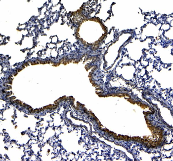 Uteroglobin/Scgb1a1 Rabbit Polyclonal Antibody