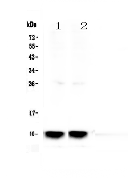 Uteroglobin/Scgb1a1 Rabbit Polyclonal Antibody