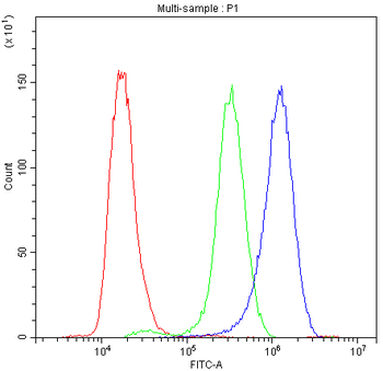 Synaptotagmin 1/SYT1 Rabbit Polyclonal Antibody