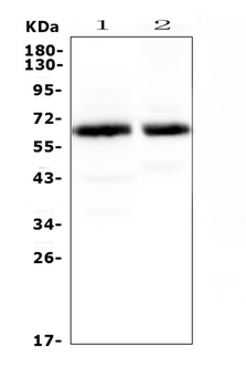 Synaptotagmin 1/SYT1 Rabbit Polyclonal Antibody
