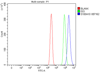 S100A10 Rabbit Polyclonal Antibody