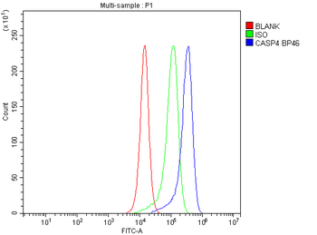 Caspase 4/CASP4 Rabbit Polyclonal Antibody