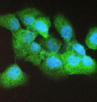 Caspase 4/CASP4 Rabbit Polyclonal Antibody