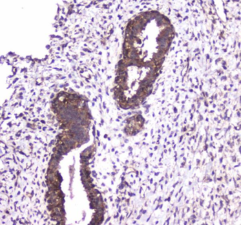 Caspase 4/CASP4 Rabbit Polyclonal Antibody