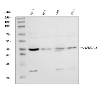 AHA1/AHSA1 Rabbit Polyclonal Antibody