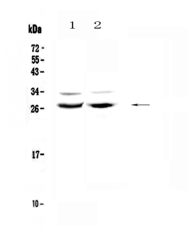 Mad/MXD1 Rabbit Polyclonal Antibody
