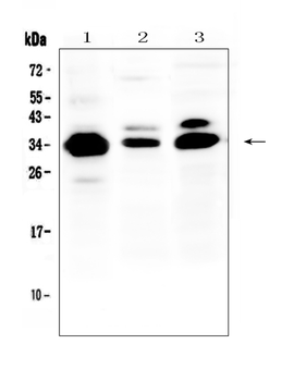 IL-1 beta/IL1B/IL Rabbit Polyclonal Antibody