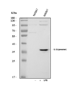 IL1 beta/Il1b Rabbit Polyclonal Antibody