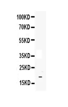 IL33 Rabbit Polyclonal Antibody