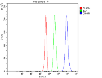 Dnmt1 Rabbit Polyclonal Antibody