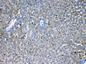 Flt3/CD135 Rabbit Polyclonal Antibody