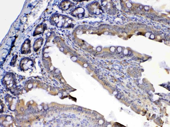 Flt3/CD135 Rabbit Polyclonal Antibody