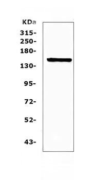 Flt3/CD135 Rabbit Polyclonal Antibody