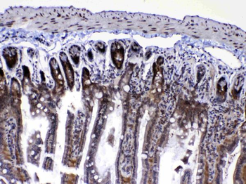 Ran Rabbit Polyclonal Antibody