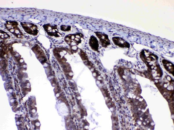 Ran Rabbit Polyclonal Antibody