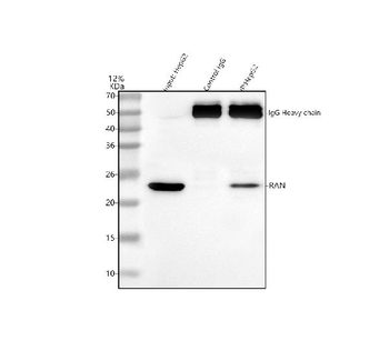 Ran Rabbit Polyclonal Antibody