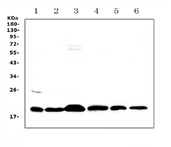 ICOS Rabbit Polyclonal Antibody