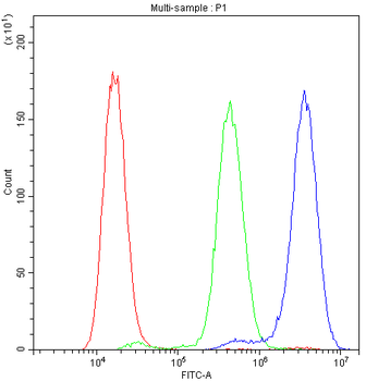 NFAT2/NFATC1 Rabbit Polyclonal Antibody