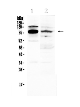 NFAT2/NFATC1 Rabbit Polyclonal Antibody