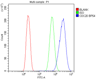 Cdc20 Rabbit Polyclonal Antibody