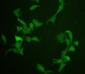 Cdc20 Rabbit Polyclonal Antibody