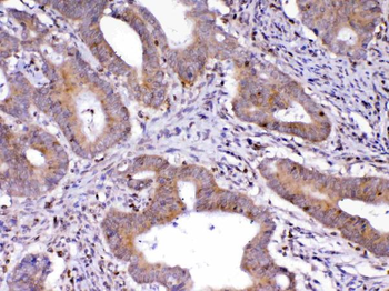 Cdc20 Rabbit Polyclonal Antibody