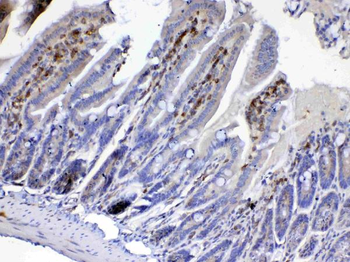 Cdc20 Rabbit Polyclonal Antibody