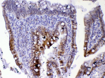 Cdc20 Rabbit Polyclonal Antibody