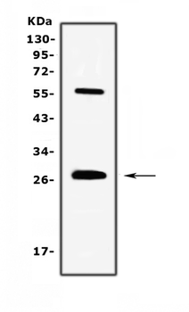 IL17/Il17a Rabbit Polyclonal Antibody