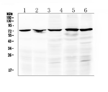 Raf1 Rabbit Polyclonal Antibody