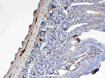 Galectin 1/Lgals1 Rabbit Polyclonal Antibody
