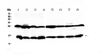 Galectin 1/Lgals1 Rabbit Polyclonal Antibody