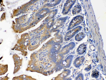 PON1 Rabbit Polyclonal Antibody
