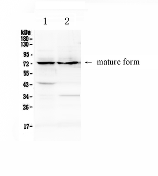 ADAM10 Rabbit Polyclonal Antibody