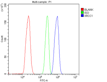 XRCC1 Rabbit Polyclonal Antibody