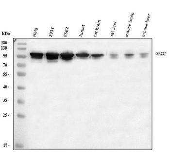 XRCC1 Rabbit Polyclonal Antibody