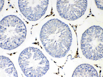 NSF Rabbit Polyclonal Antibody