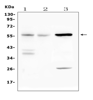 IL23 Receptor/Il23r Rabbit Polyclonal Antibody