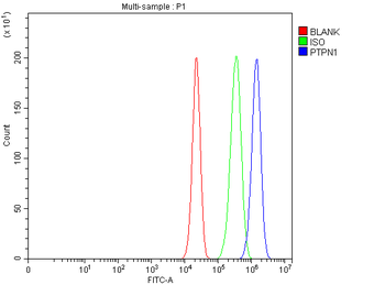 PTP1B/PTPN1 Rabbit Polyclonal Antibody