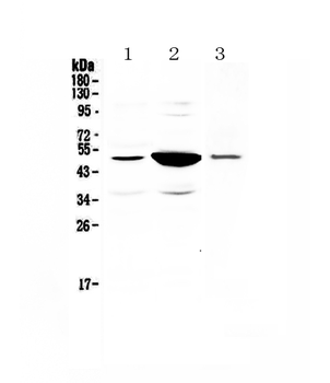 PAI1/Serpine1 Rabbit Polyclonal Antibody