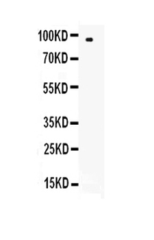CD62L/SELL Rabbit Polyclonal Antibody